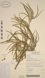 Herbarium voucher